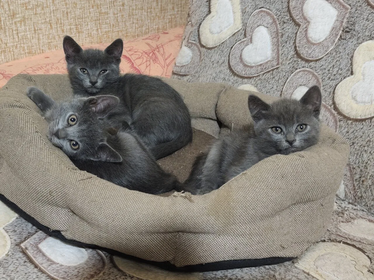 Продам котят, б/у, Енакиево