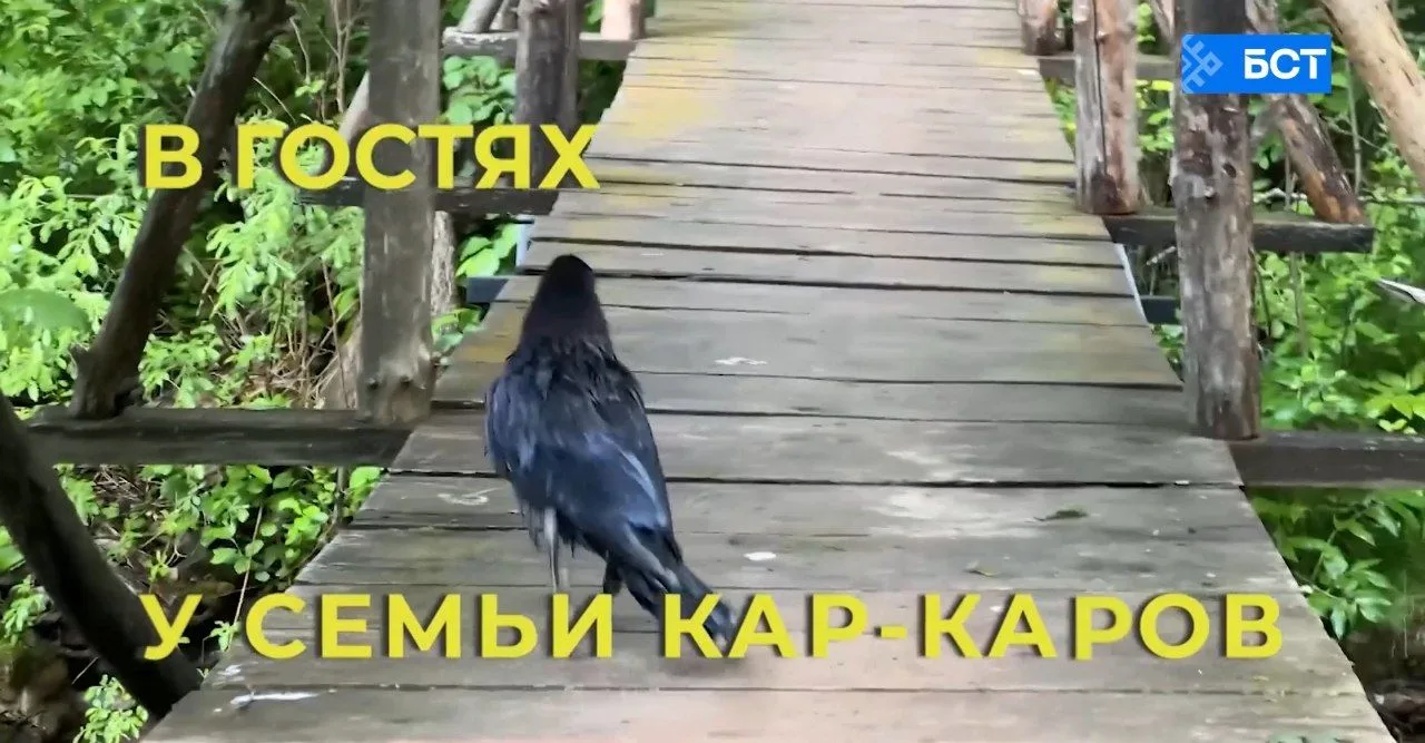 Волшебство природы и тайны пернатых: На канале БСТ - презентация роликов «В гостях у се...