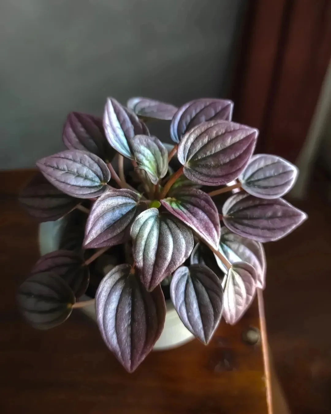 #Пеперомия Cayenne (Peperomia caperata Cayenne) — это искусственно выведенный сорт пепе...
