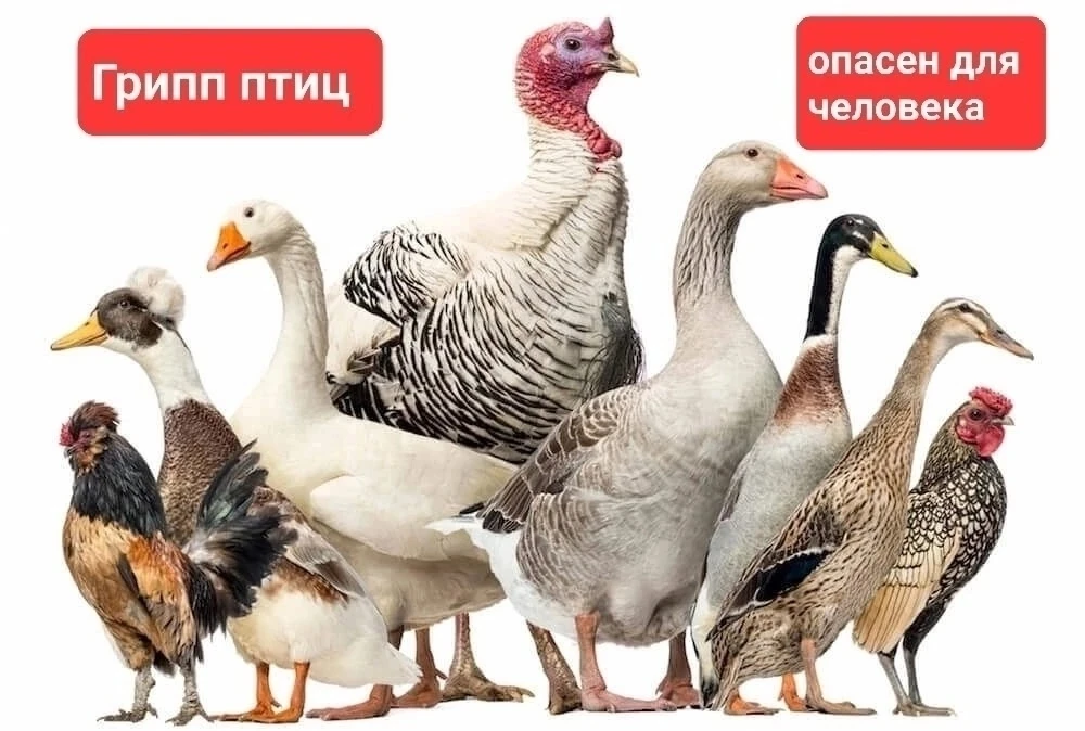 ❗️🐓🦅🦆Высокопатогенный ГРИПП птиц ❗️- острое вирусное заболевание, которое приводит к...