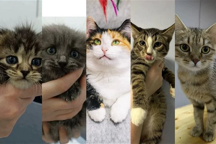 Котятки ищут дом