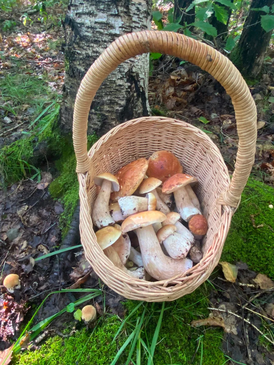 Лето уходит, а грибы — ещё нет! 🍄‍🟫