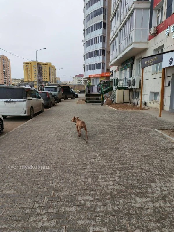 В 203 микрорайоне заметили породистую собаку, которая гуляет без сопровождения владельцев.