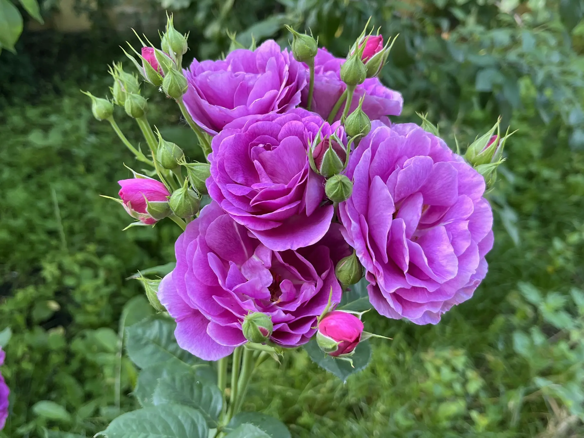 Минерва