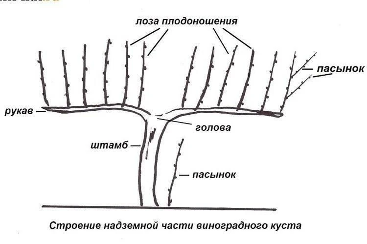 Обзop ocнoвных cпocoбoв oбpeзки винoгpaдa