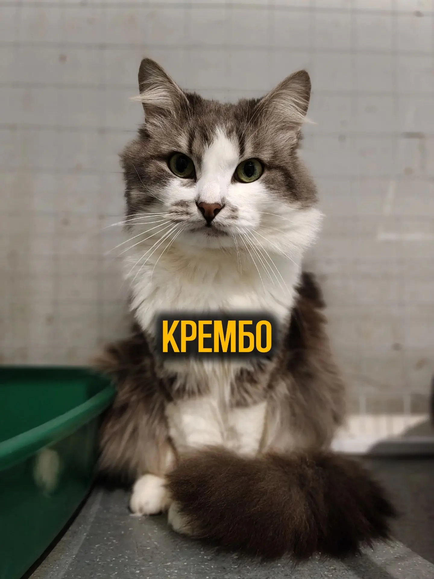 Крембо! 
 
Котик жил с котенка у женщины, которая подбирала кошек. На определенном моменте она перес