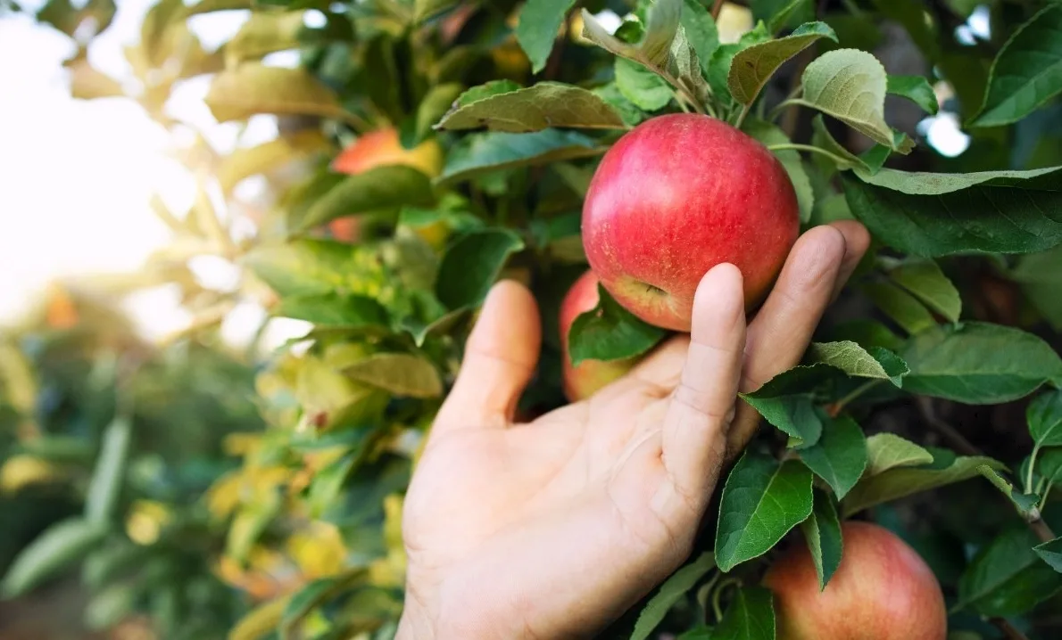 🍎📦 Яблоки долежат до весны: когда снимать урожай, чтобы не сгнил. Советы от специалис...