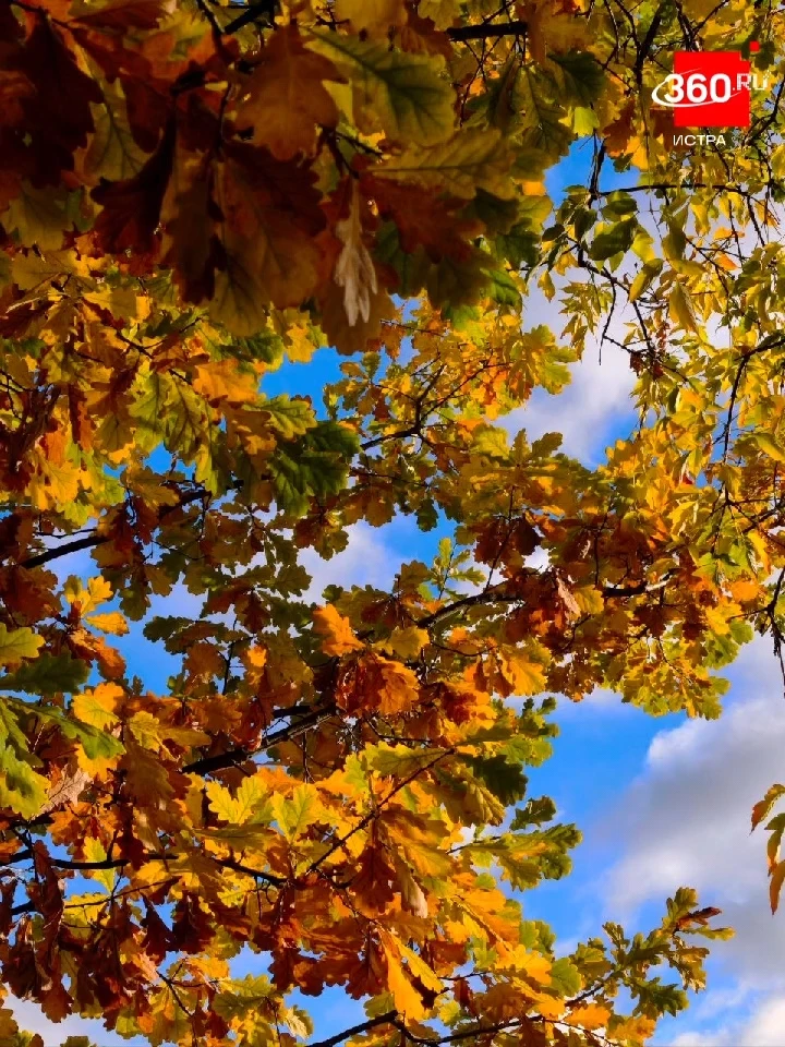 Доброе осеннее, друзья 🍁