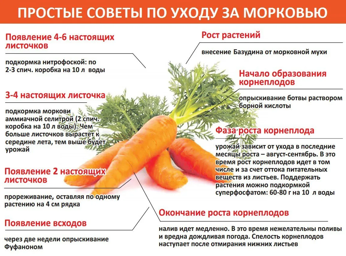 Простые советы по уходу за морковью🥕🥕🥕
