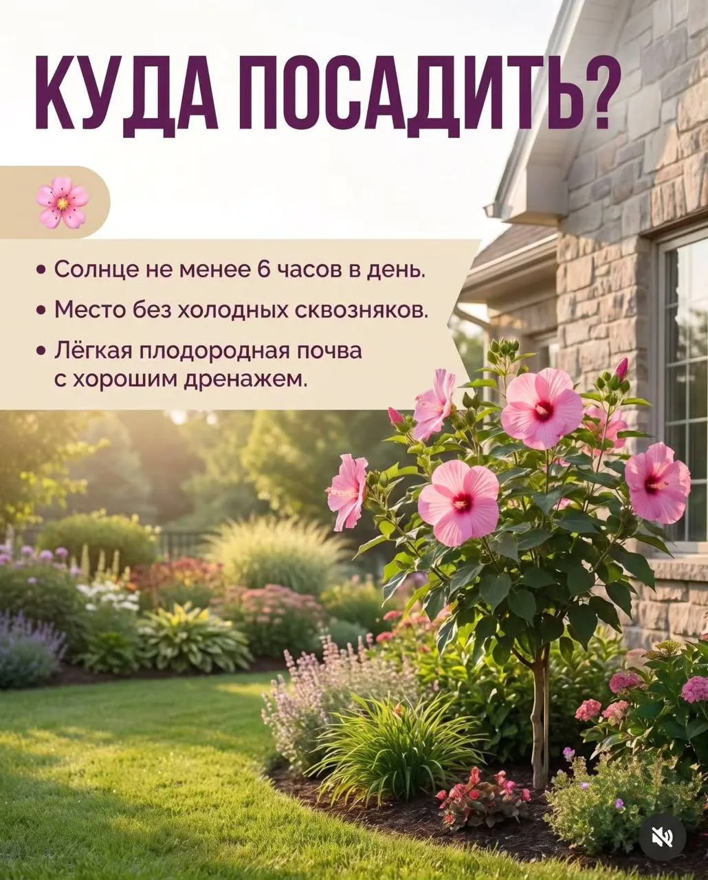 Гибискус будет цвести весь сезон
