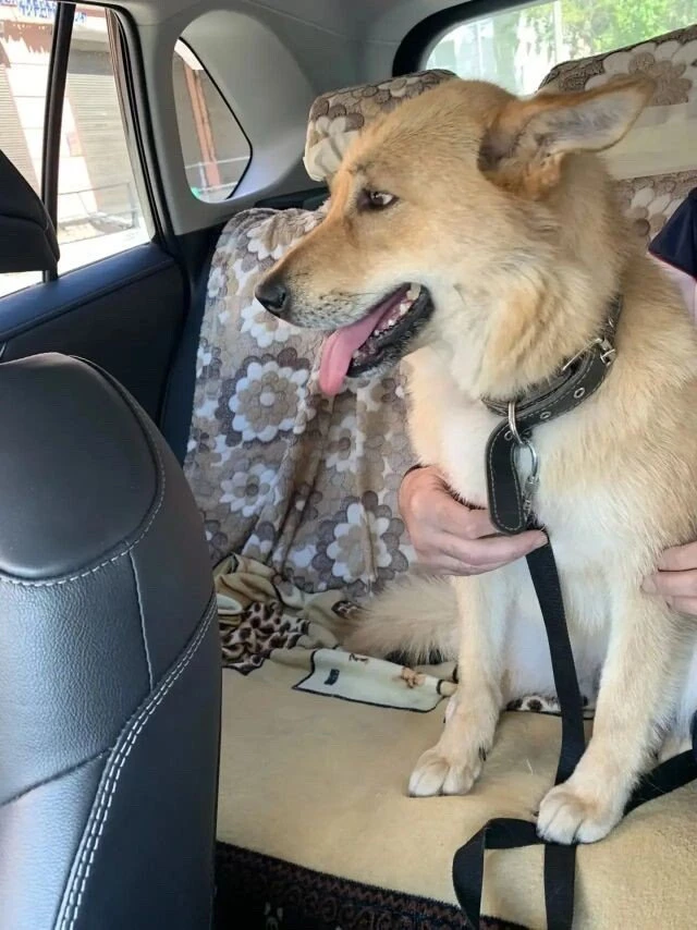 Ищет дом и любящую семью умница Линда! 🐾