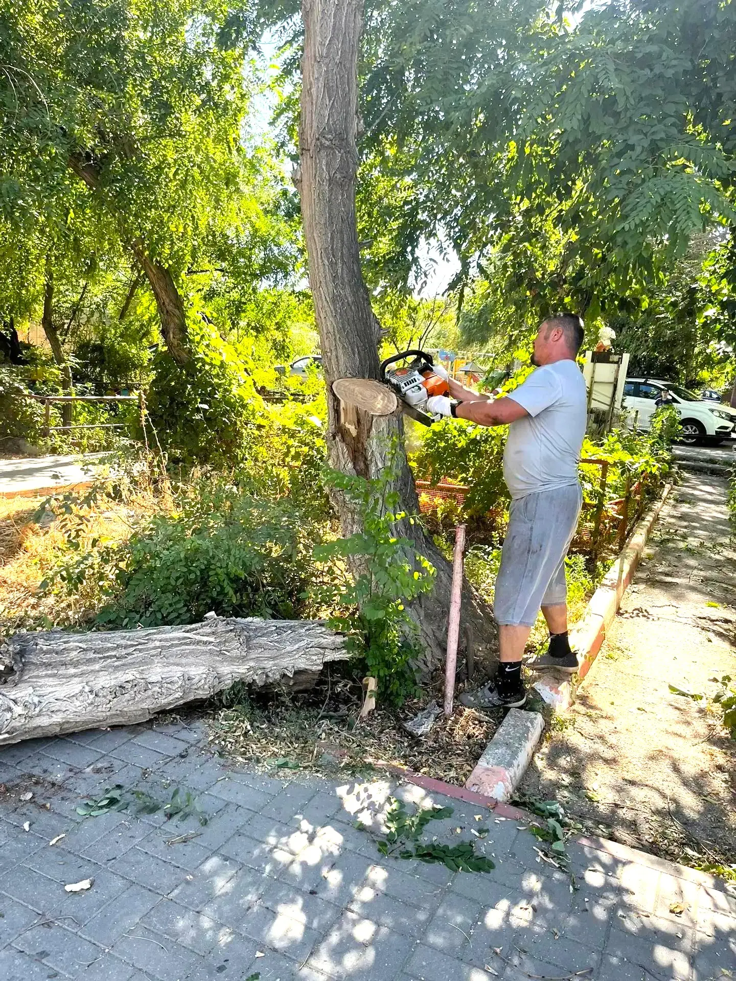 К новости «Никаких преград 🌳»