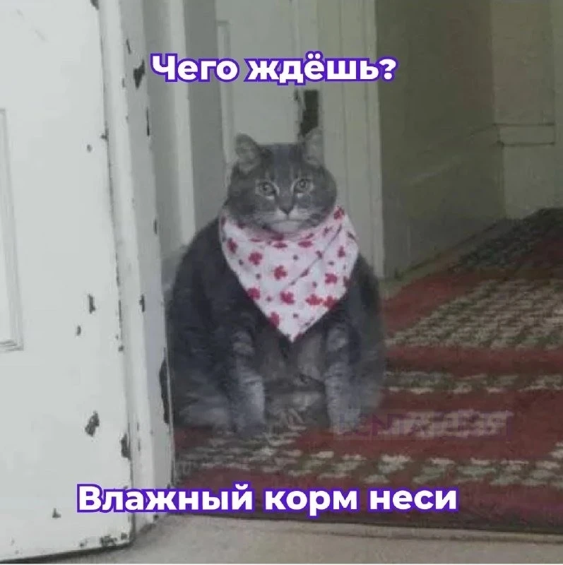 🐶 Всемирный день защиты животных отмечают сегодня.