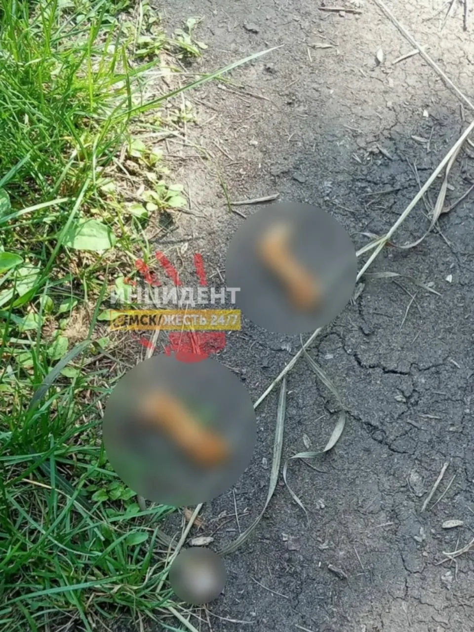 😱Директор омского парка, где обнаружили останки белки, сообщила, что "криминала здесь нет"

Ранее м