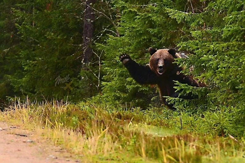🐻 В Нижегородской области насчитали 1 533 медведя