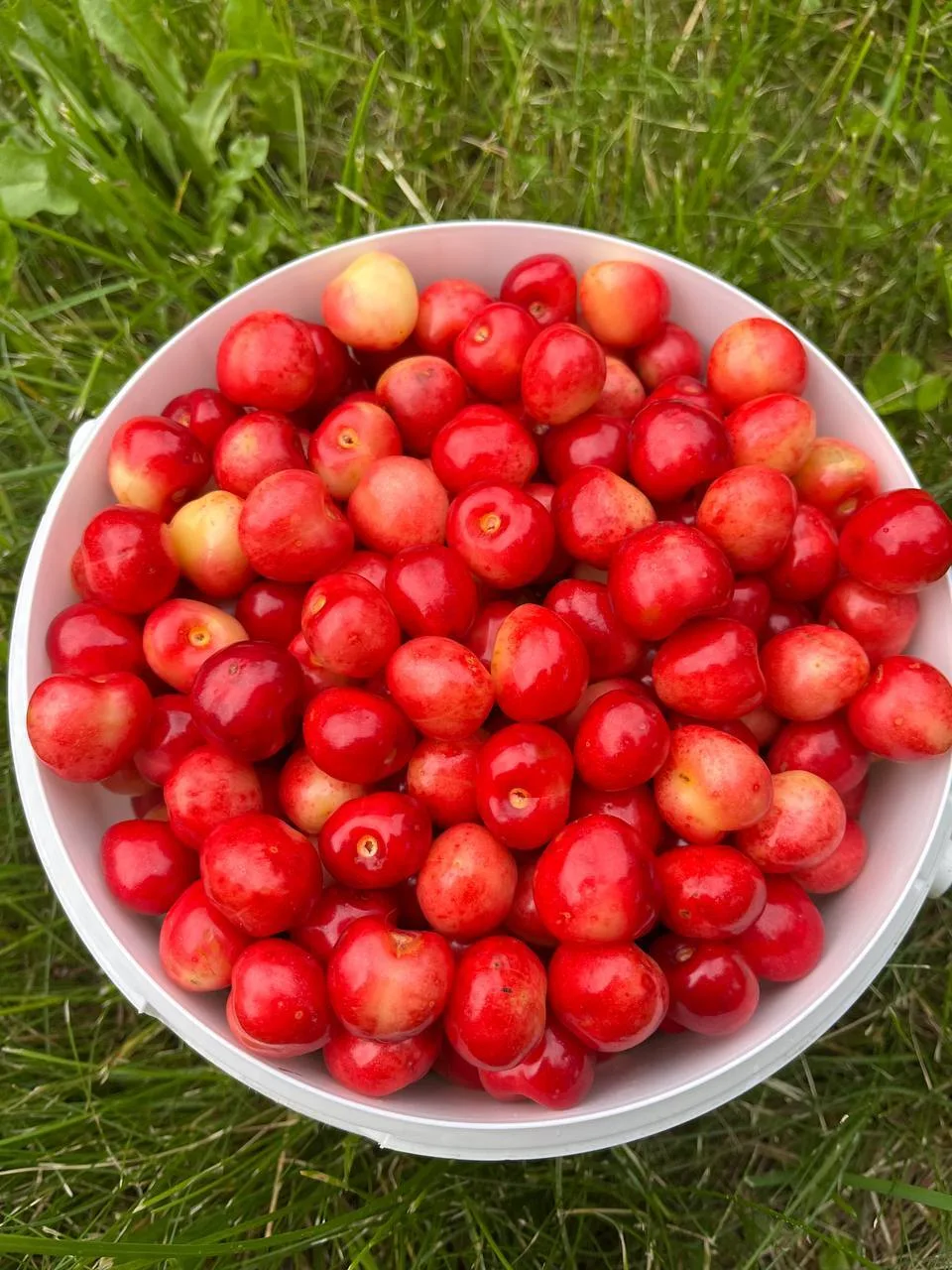 🍒черешня🍒
только с веточки
сладкая,вкусная 👍🏻
350 руб- кг