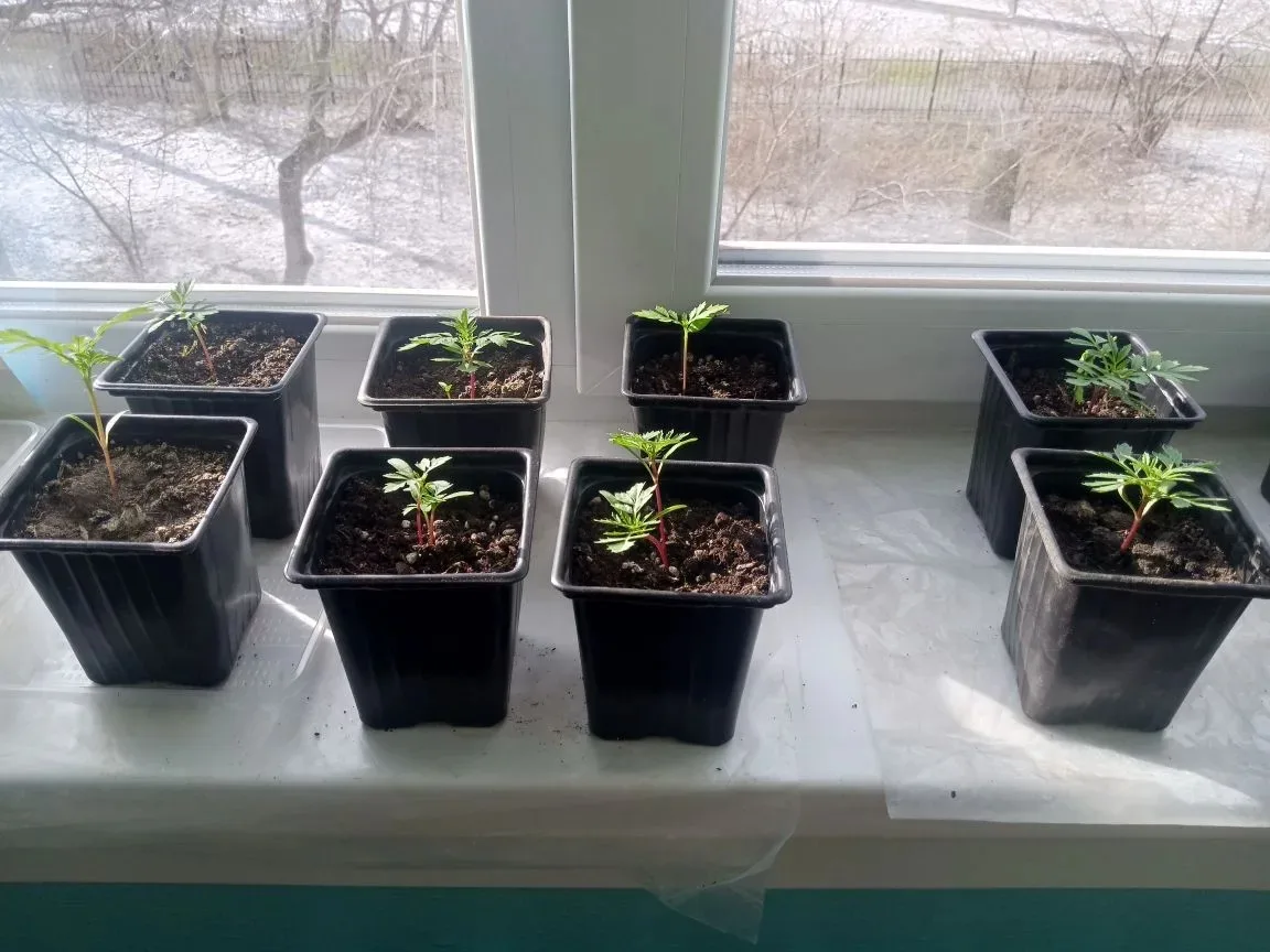 🌱 Дневник наблюдений. Неделя № 4 / Класс 2 «а»