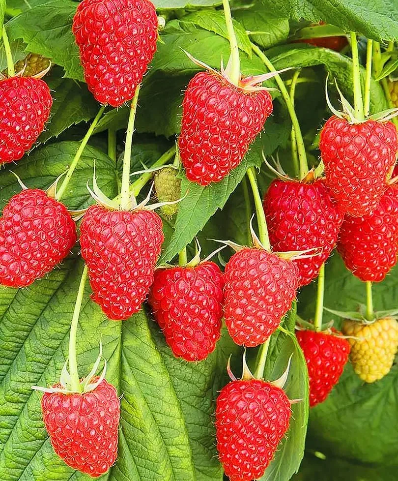 🍓Как сдержать рост малины?

📌Садоводы часто сталкиваются с проблемой, когда малина начинает активн