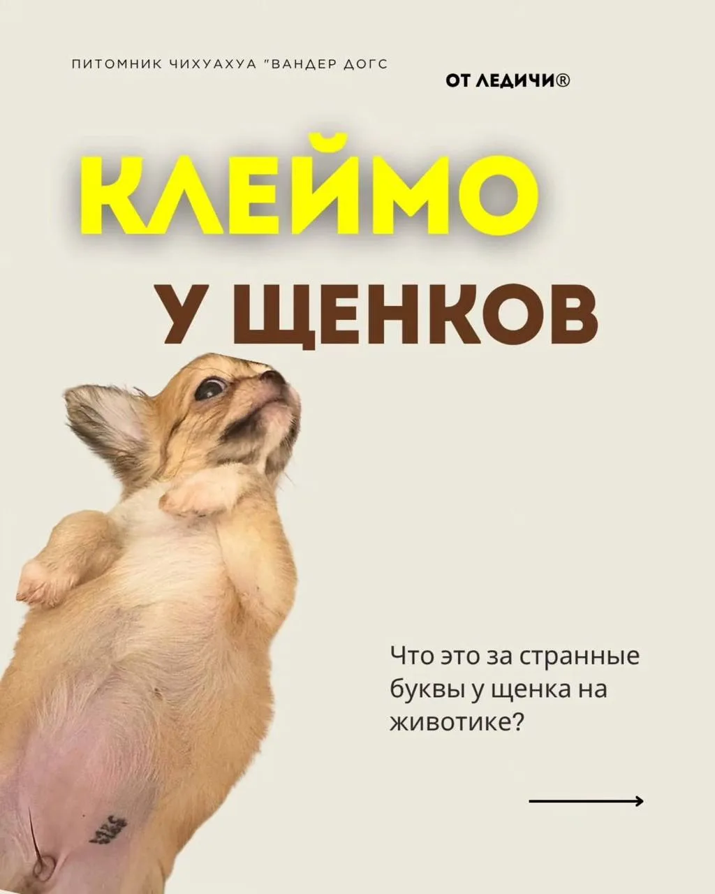 Зачем собаке клеймо?
