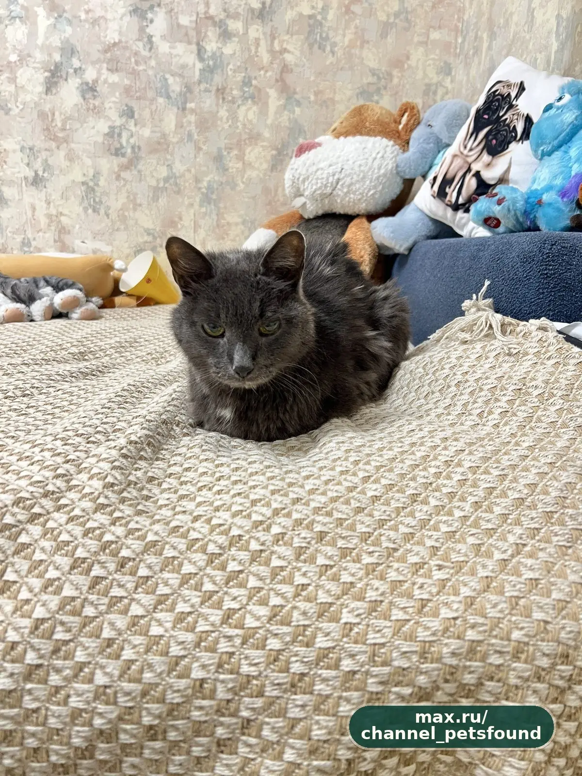 🐾 Найден питомец — Мытищи