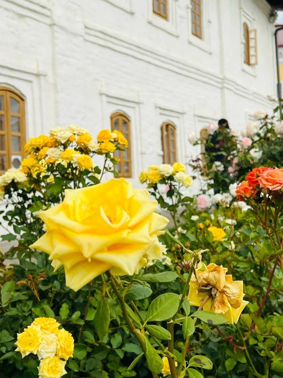 🌹 Розы в Казанском Кремле пока не собираются сдаваться осени