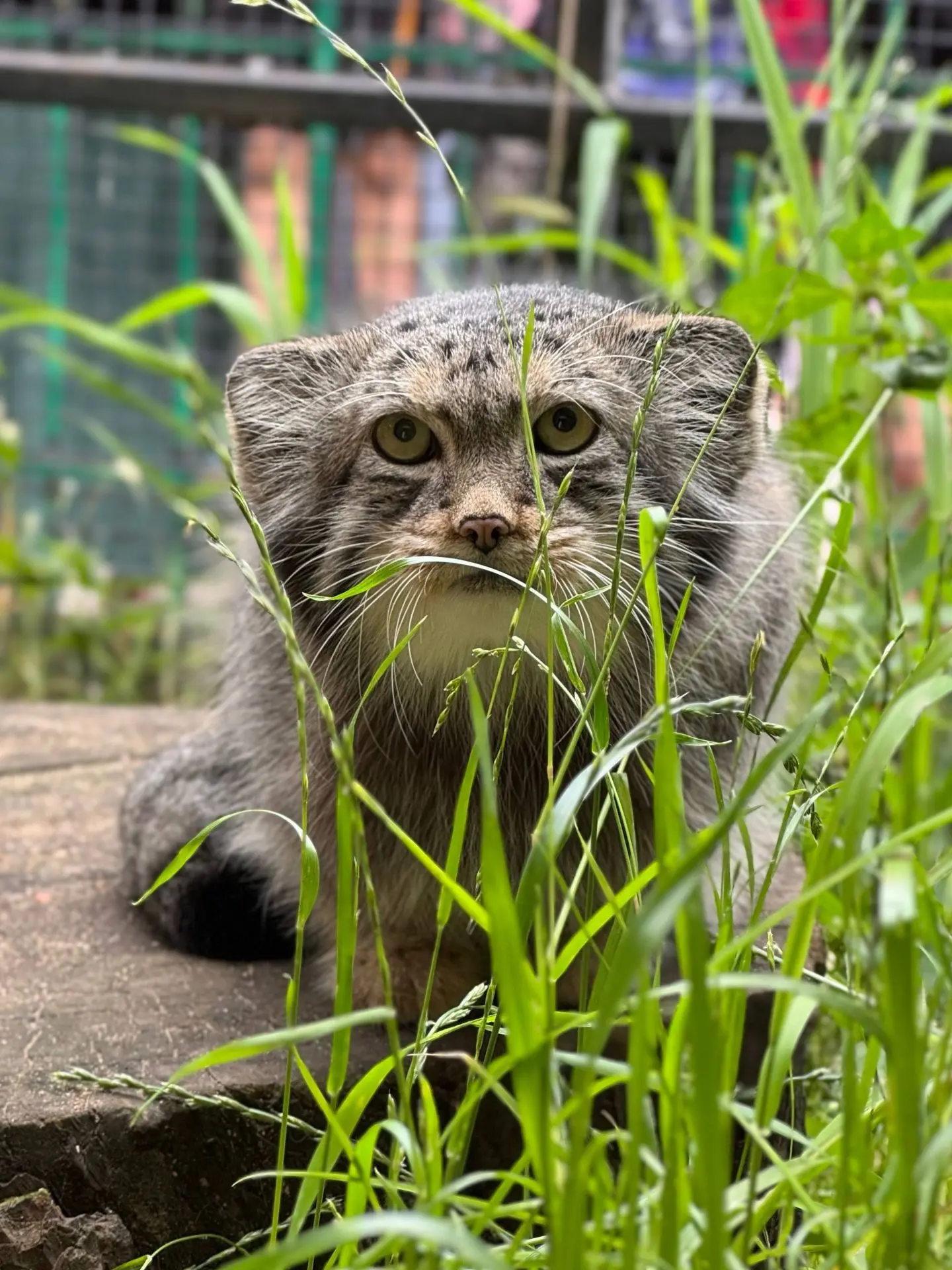 Возмужал, воспушал отец семейства😾
Шу. Ленинградский зоопарк.
📸кипер Даша тг. Дневник зоокипера