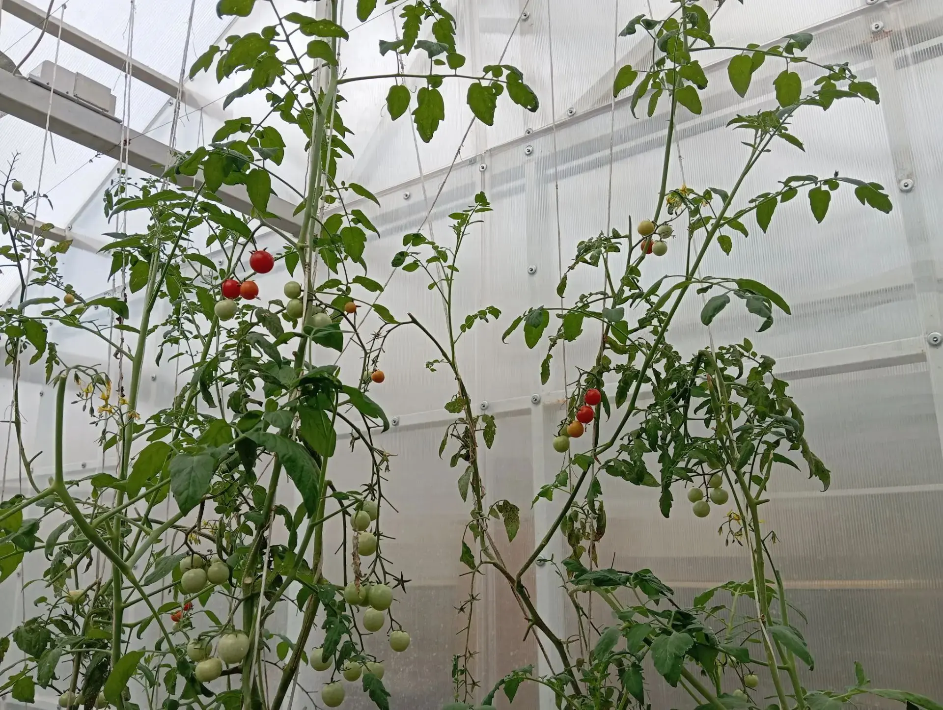 Наш школьный огород  🍅 🥒 🥬 

Пока ребята отдыхают на каникулах, мы делимся новостями с грядок. Тр