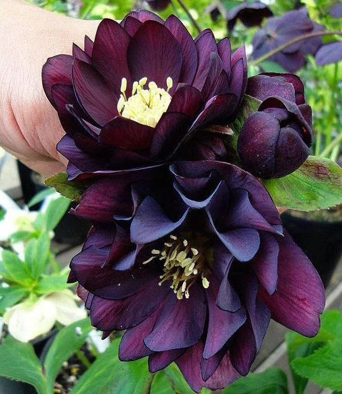 Морозник Double Ellen Purple — это удивительный травянистый многолетник с мощным корневищем, пальчат