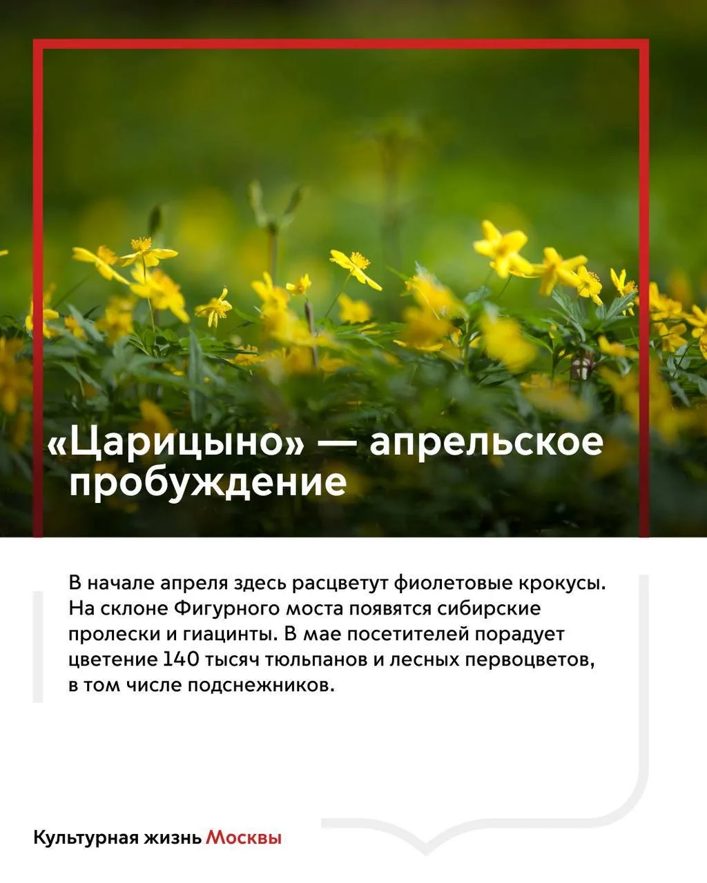 Настоящая весна — в пути: около 800 тысяч цветов распустятся в парках города  Подготовка к весеннему