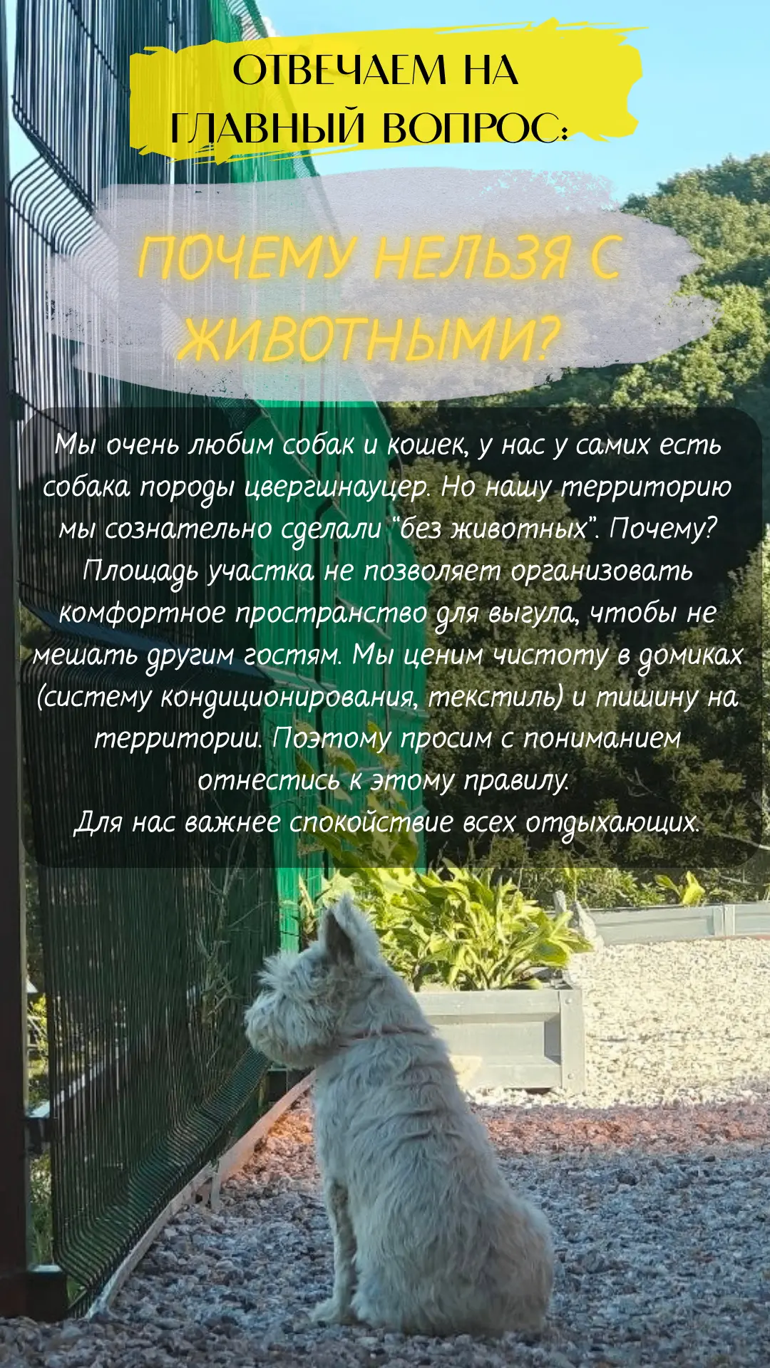 Мы очень любим собак и кошек, у нас у самих живет собака породы цвергшнауцер🐕🐕🐕.