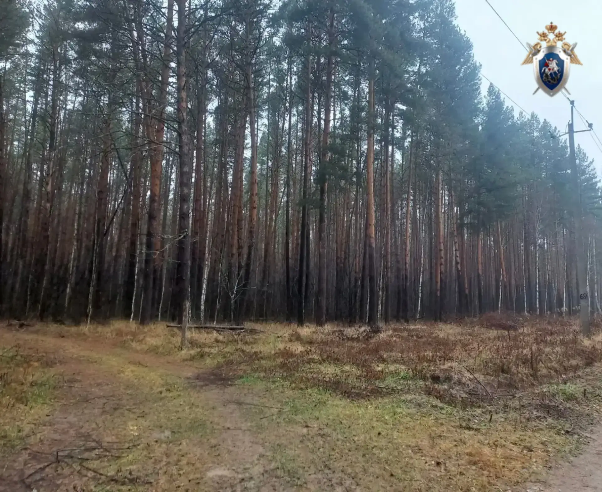 ❗️В Ичалках завершено расследование уголовного дела о незаконной рубке леса на 2,5 млн ...