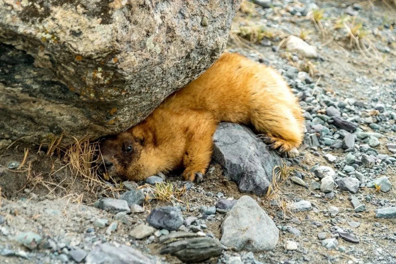 🐹💤 Прячемся от рабочих будней в выходных, прямо как этот сурок из Сайлюгемского нацпарка
