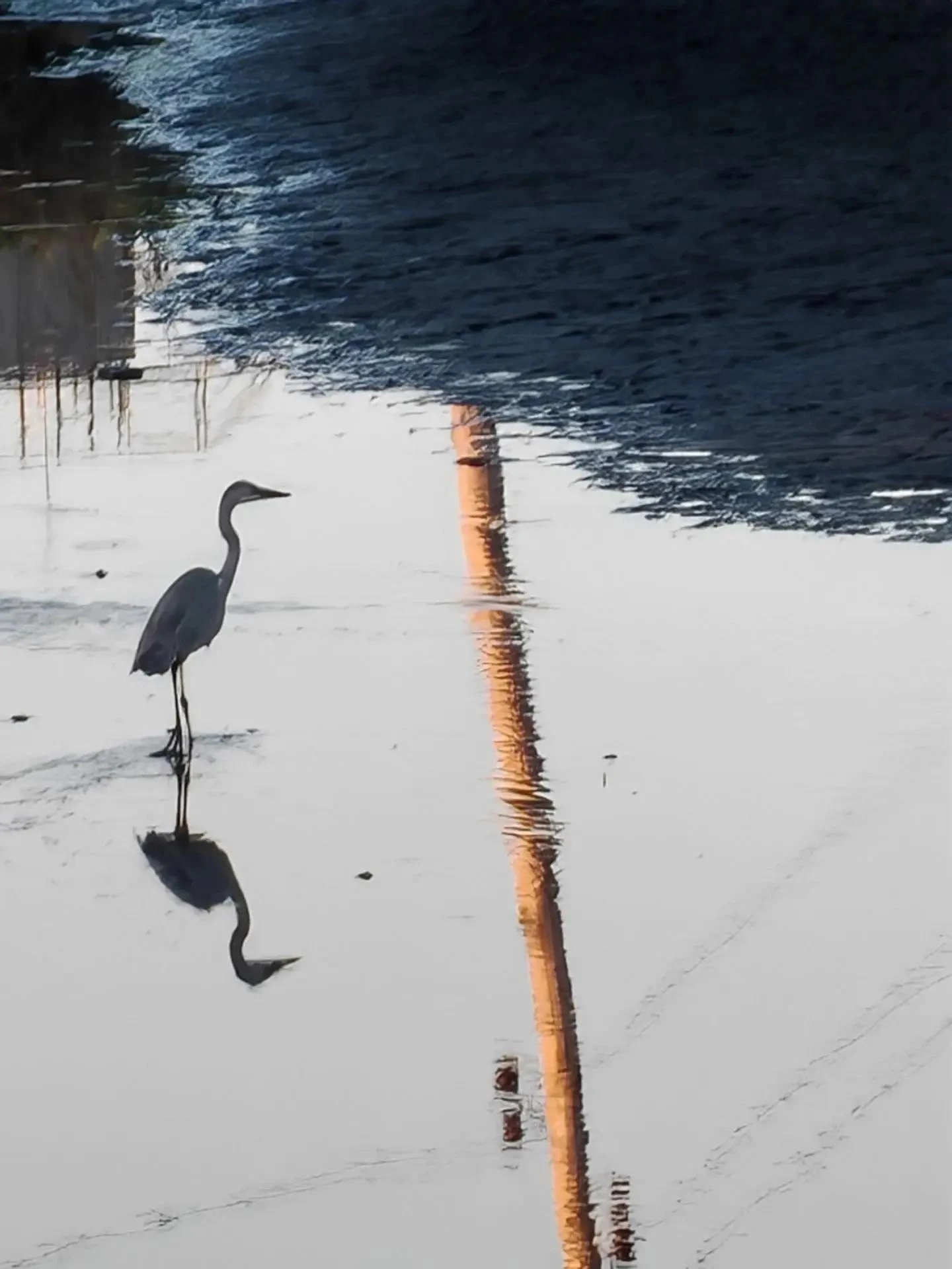 🦩 Цапля на Чёрной речке в Поронайске