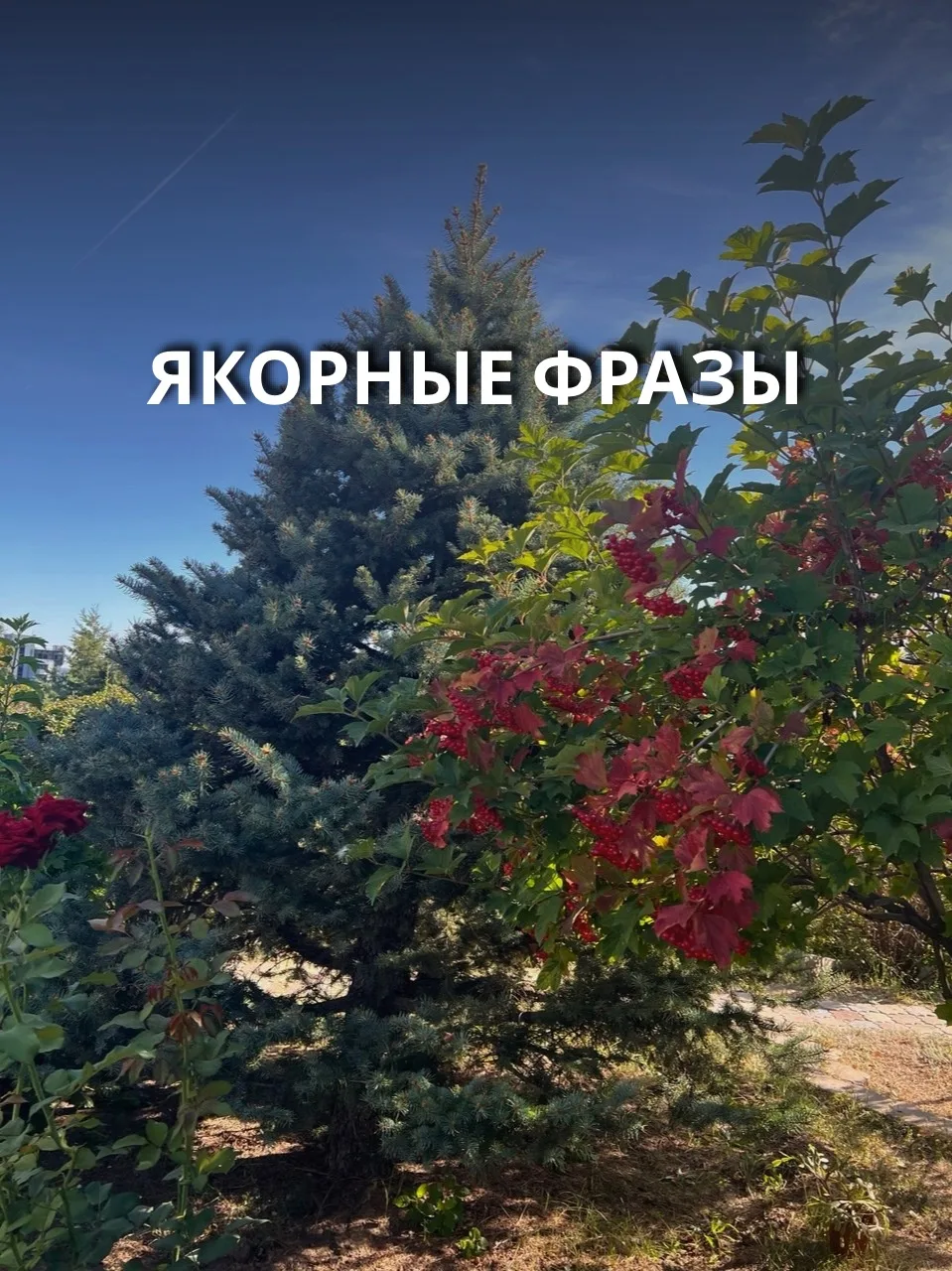 Якорные фразы