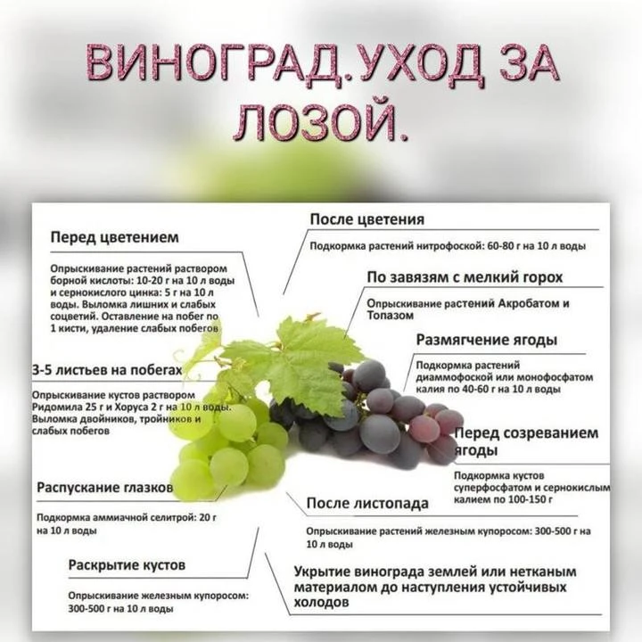 Весь уход за виноградом за сезон в одной схеме! 🍇