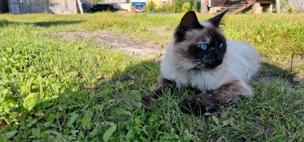 В посёлке Мезиновка пропала кошечка.