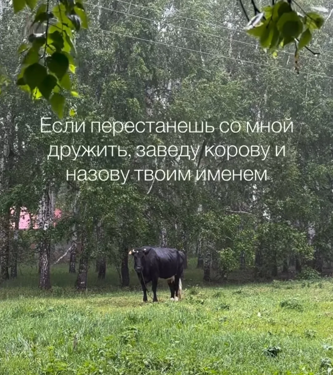 Подружка прислала этот рилс про корову с моим именем. А я ей говорю, что меня таким не ...