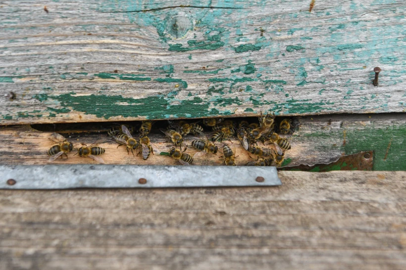 🐝 🧮 Шесть тысяч пчелосемей и 2,5 миллиона птиц: в Приамурье подвели итоги обязательно...