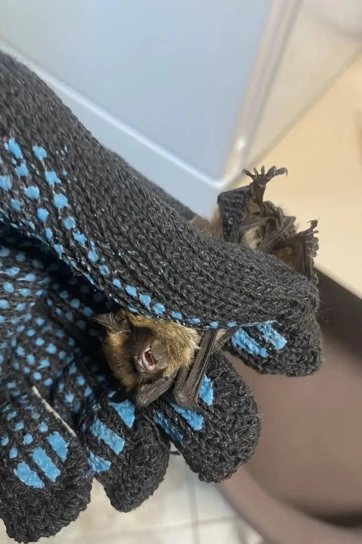 🦇 В Новокузнецке спасатели поймали “Бэтмена” в квартире