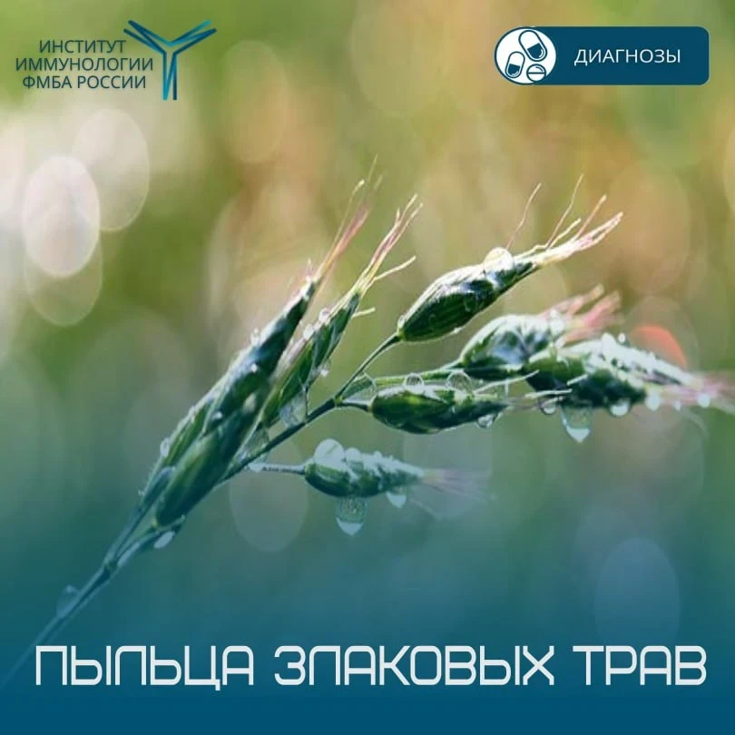 ▶️ Пыльца злаковых трав🌾

С конца мая и особенно в июне в средней полосе России начинается активное