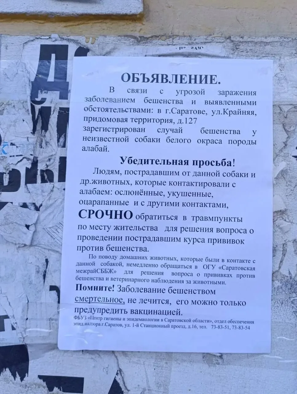Так-так-так. Вчера прокуратура Саратовской области сообщила, что домашний алабай на Кра...