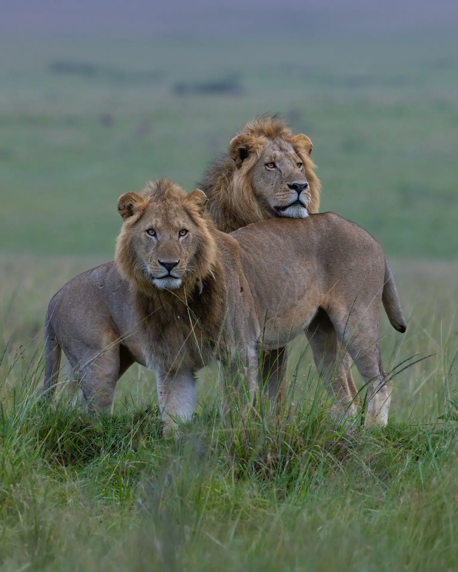 Как я отличаю диких кошек друг от друга 🦁🦁