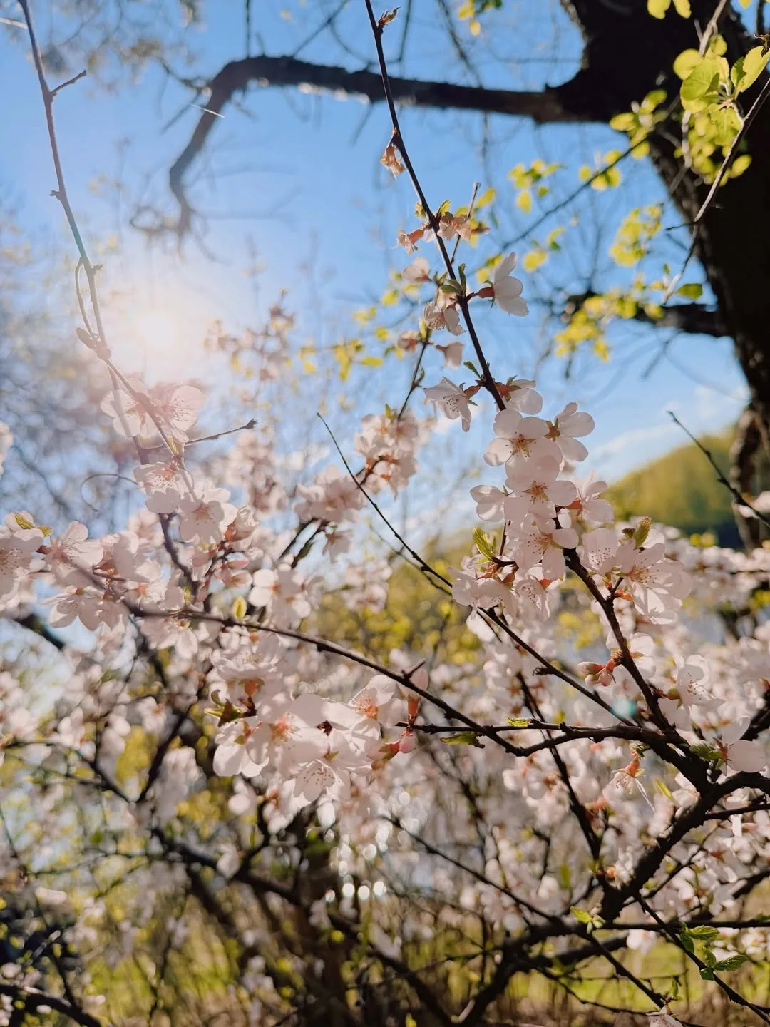 Серебряный бор 🌿🌸