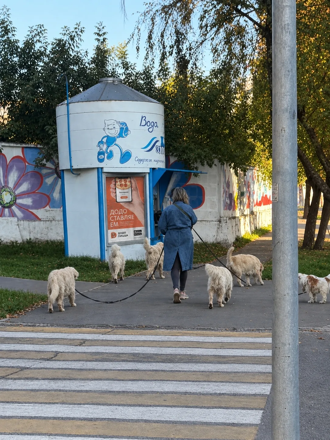 девушка выгуливает 6 собак разом на улице Герцена.