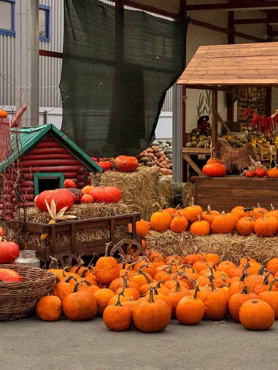 Тыквенный рай 🎃