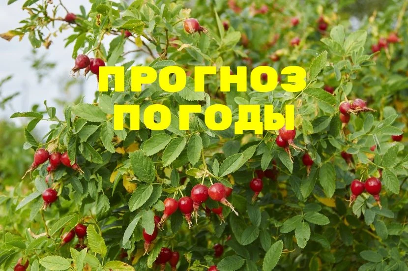 28 июля: облачная с прояснениями погода, ночью в большинстве районов, днем местами кратковременный д