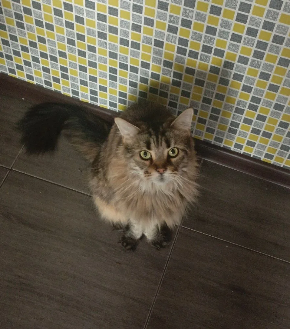 #КотикПодписчика 🥰