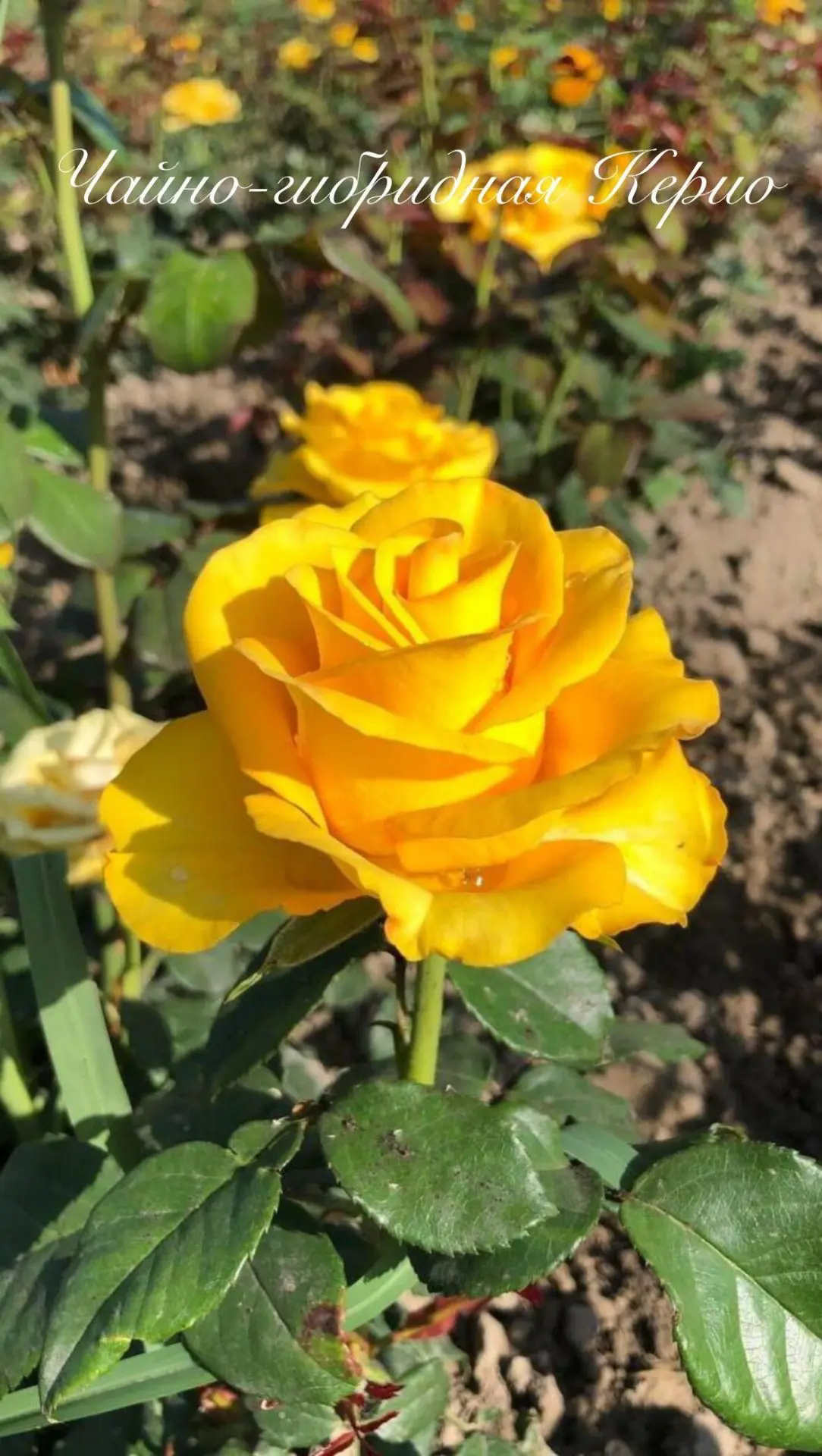 Роза 🌹 Kerio. Керио