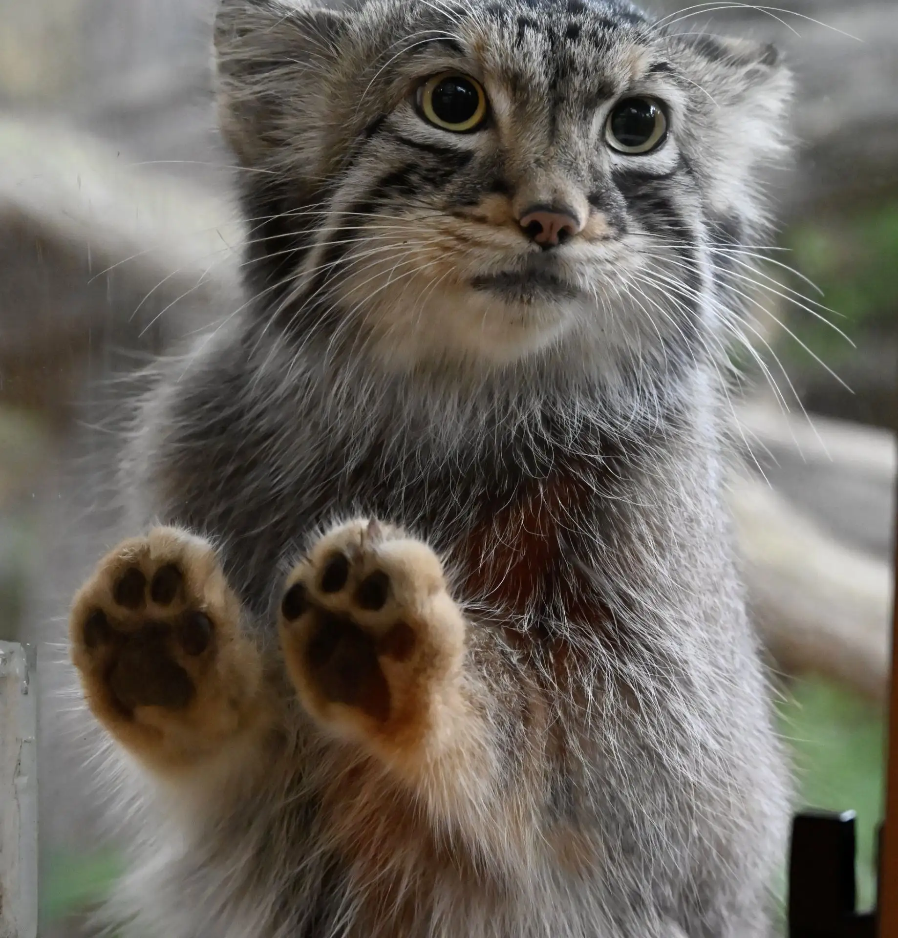 Лапочки 🐾