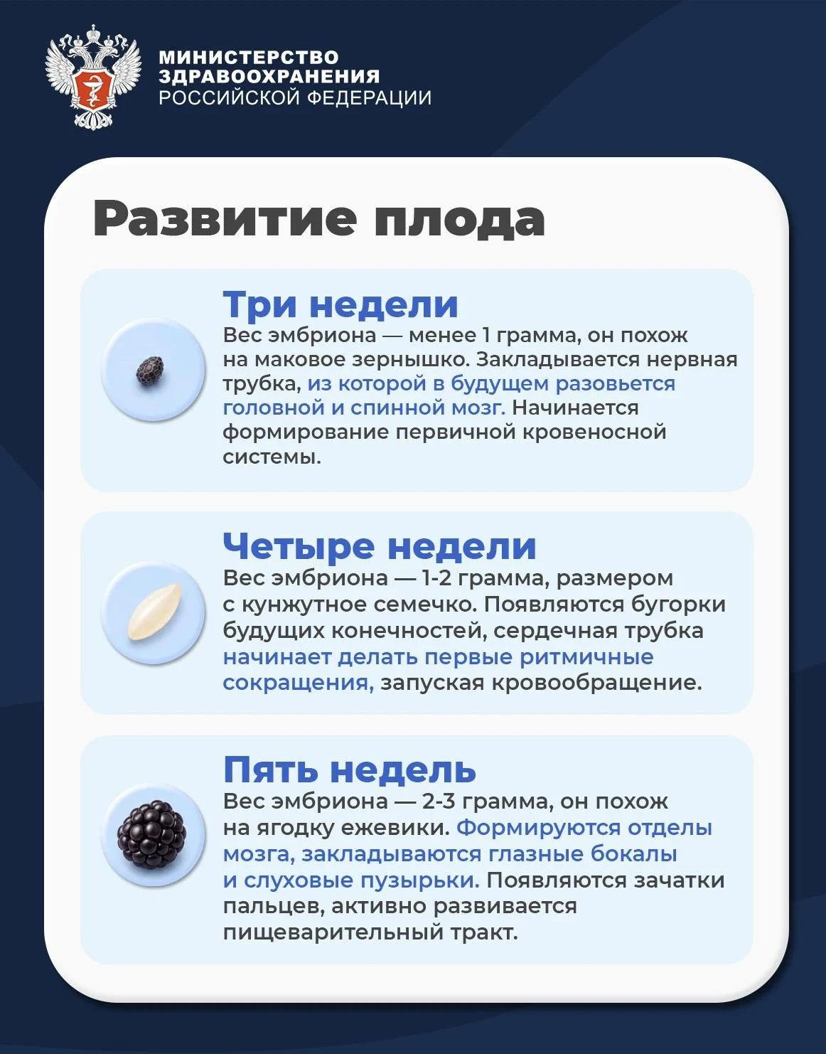 🤰 Как развивается малыш до рождения?
